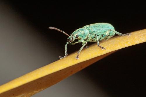 Réf. 182 367 : Phyllobius pomaceus